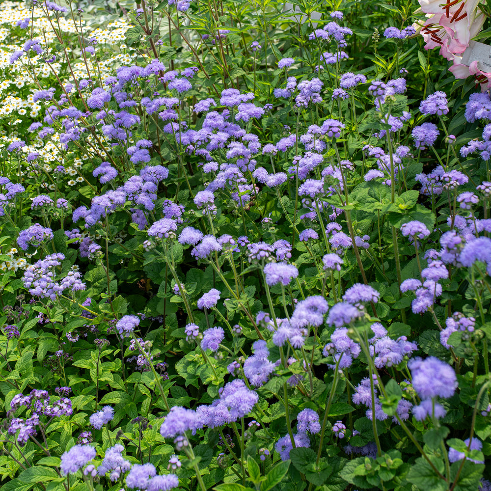 Ageratum 'Blue Horizon' F1