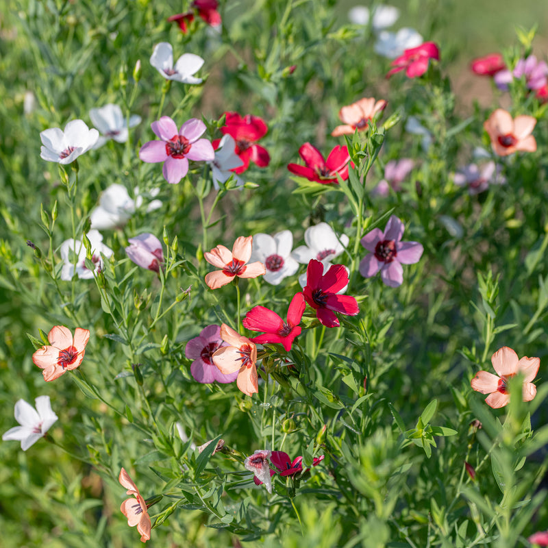 Flax 'Charmer Mix'