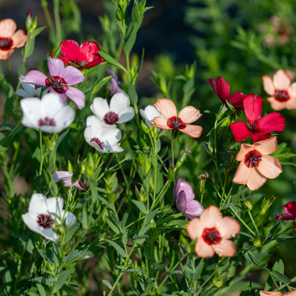 Flax 'Charmer Mix'