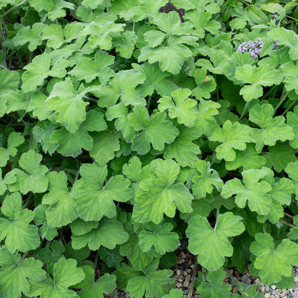 
    



Geranium 'Peppermint' 
