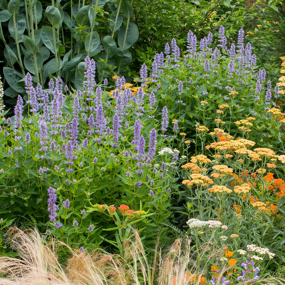 Agastache 'Giant Hyssop'