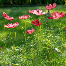 Cosmos 'Rubenza'