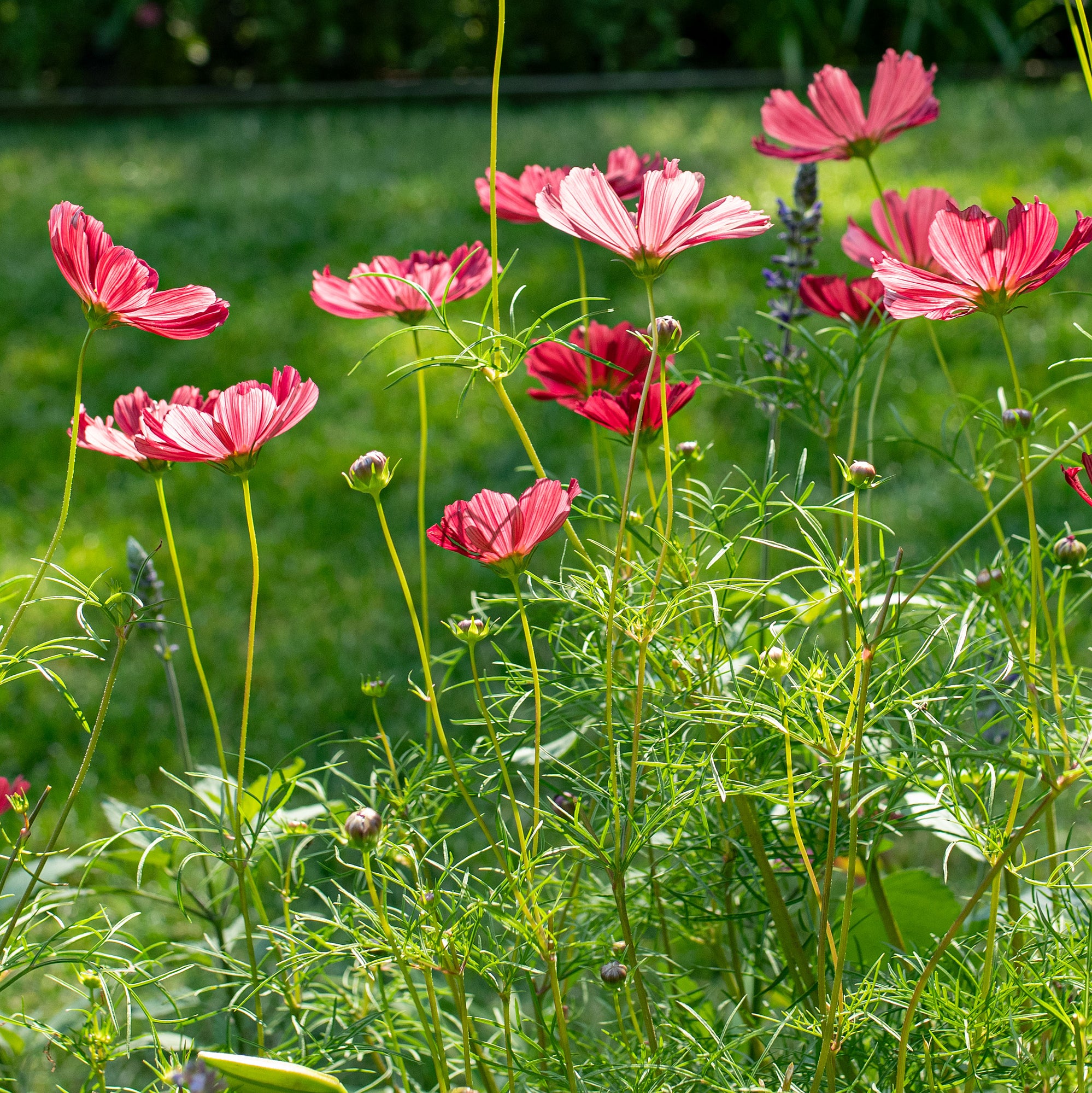 Cosmos 'Rubenza'