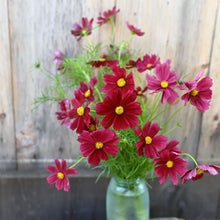 Cosmos 'Rubenza'