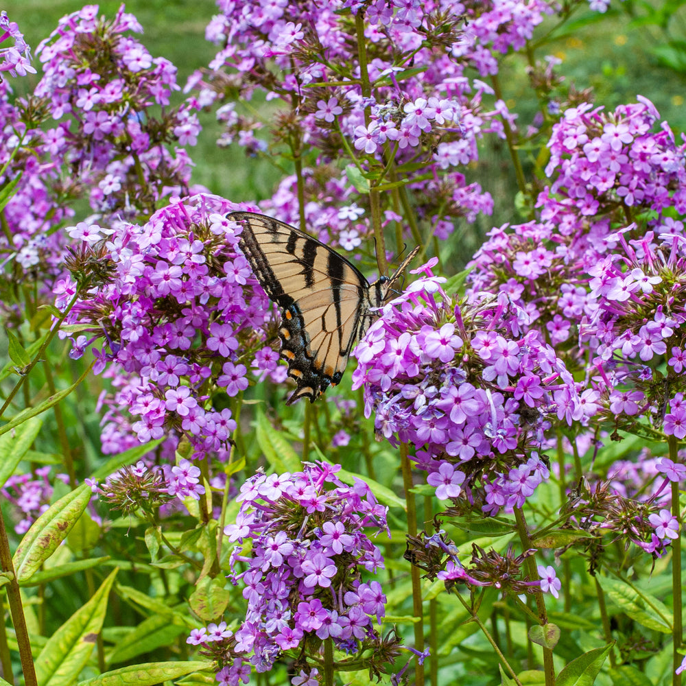 Phlox 'Jeana' - S1