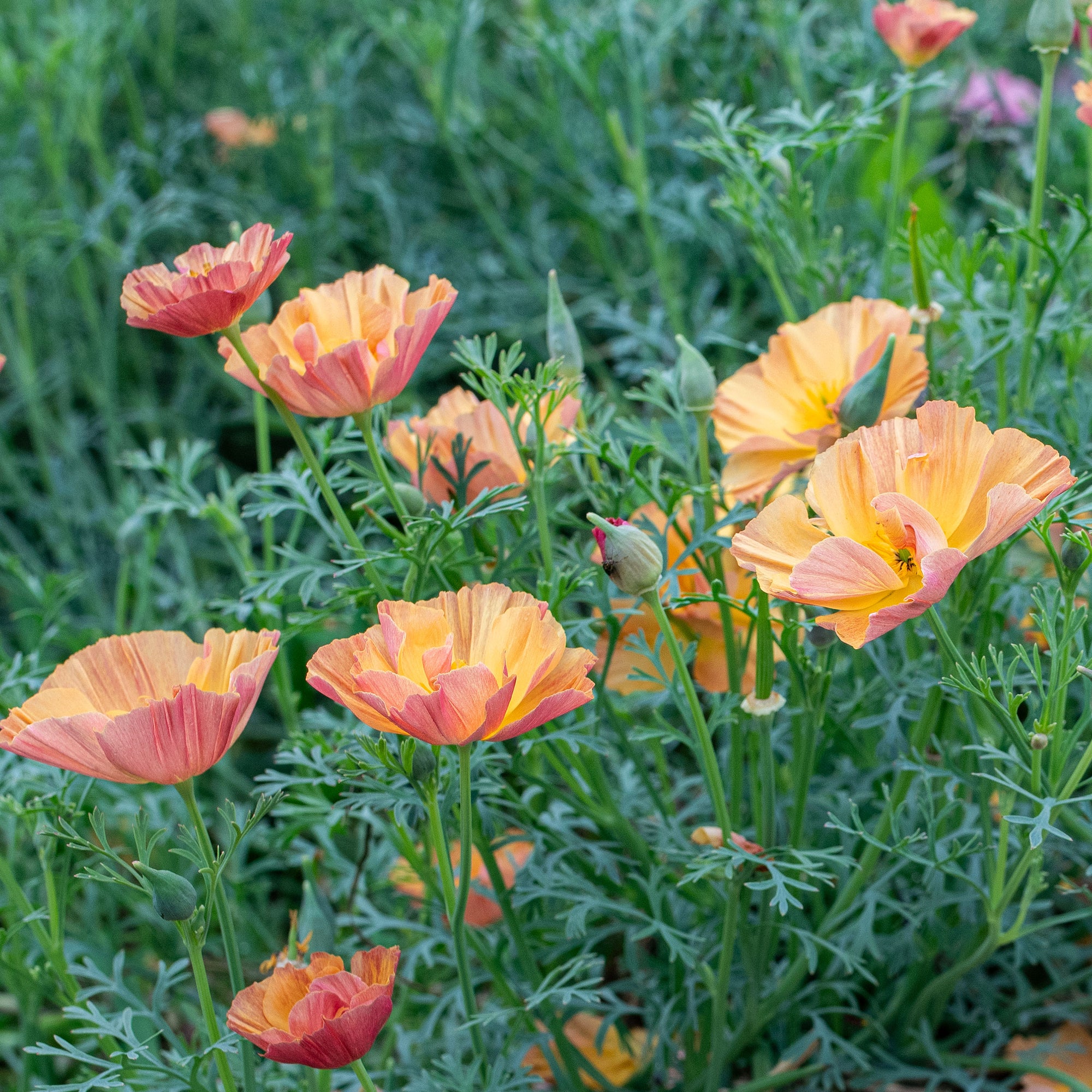 California Poppy 'Apricot Chiffon'