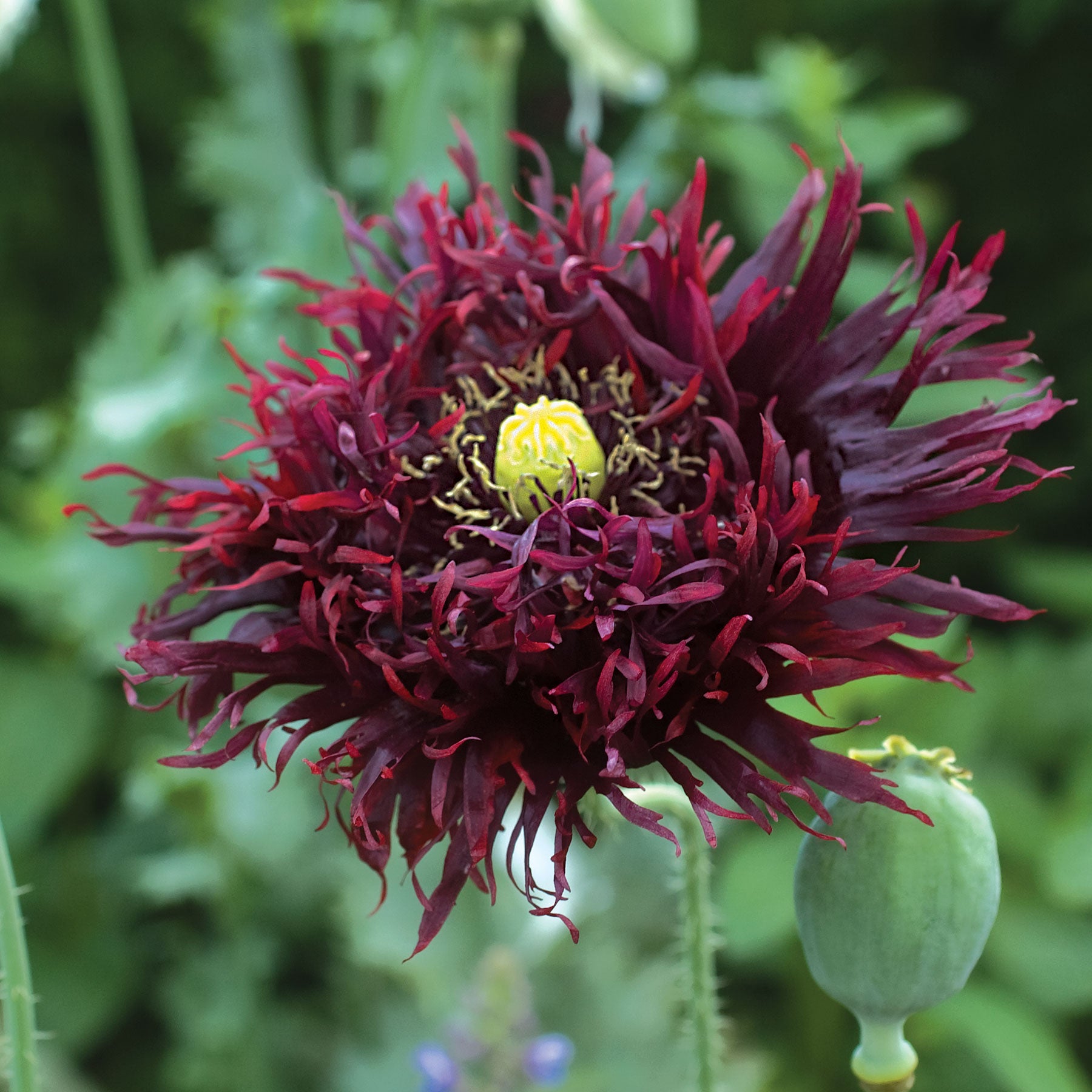 Poppy 'Black Swan'