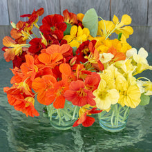 Nasturtium 'Whirlybird Mix'