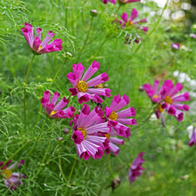 Cosmos 'Sea Shells Red'