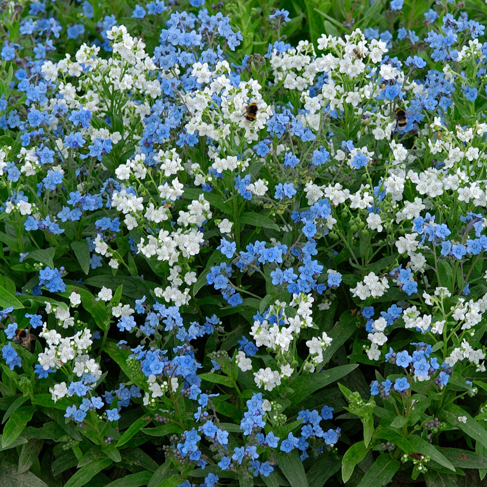 Chinese Forget Me Not 'Chill Out'