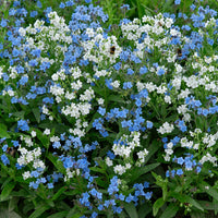 
    



Chinese Forget Me Not 'Chill Out'
