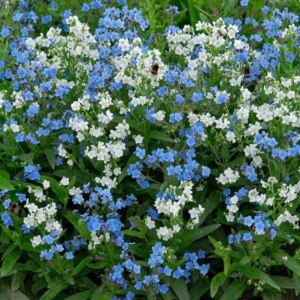 Chinese Forget Me Not 'Chill Out'