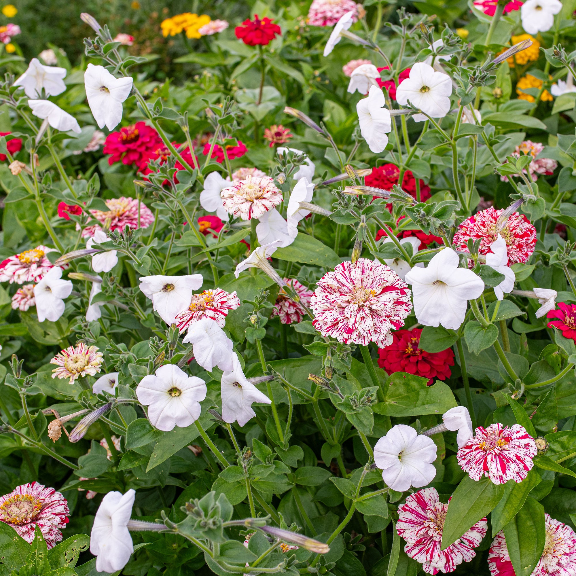 Petunia 'Rainmaster'