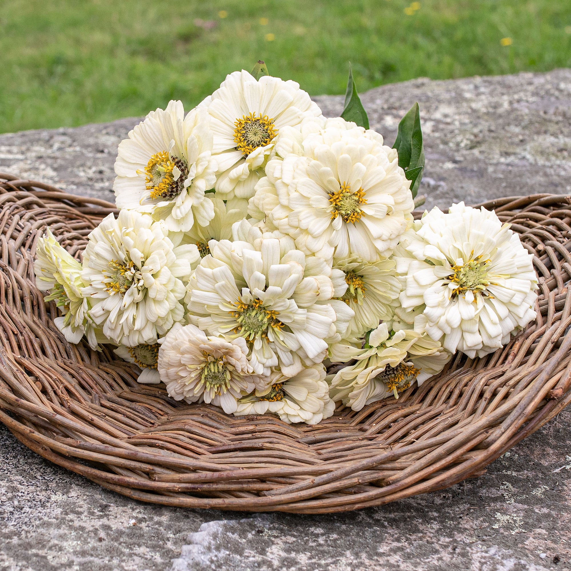 Zinnia 'Polar Bear'