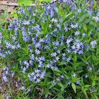 
    



Amsonia 'Blue Ice' 
