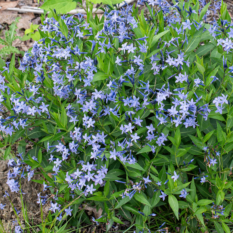 
  



Amsonia 'Blue Ice' 
