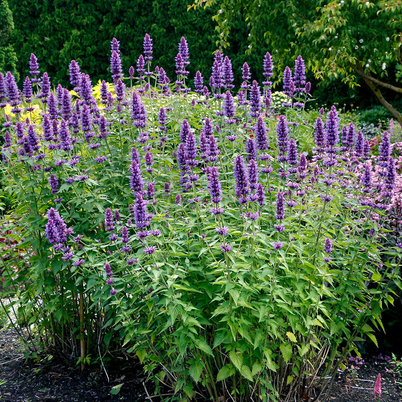 Agastache 'Blue Boa' - S1