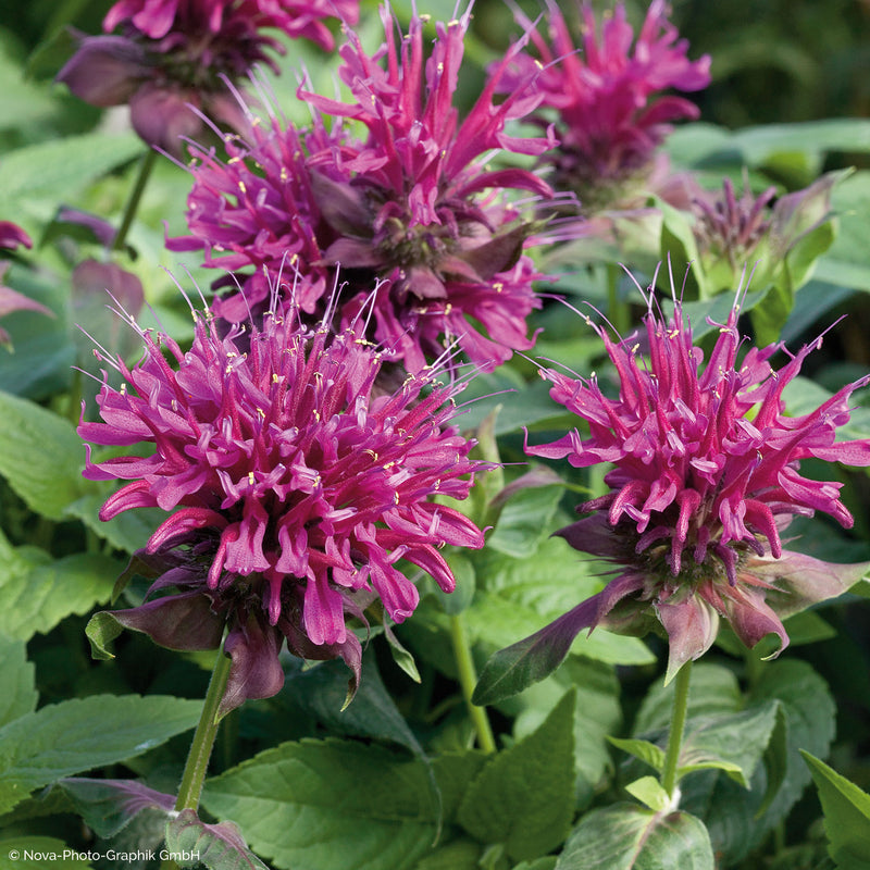 Bee Balm 'Grand Marshall' - S1