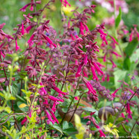 
    



Salvia 'Wendy's Wish' 
