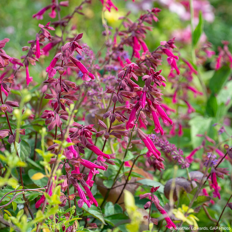 
  



Salvia 'Wendy's Wish' 
