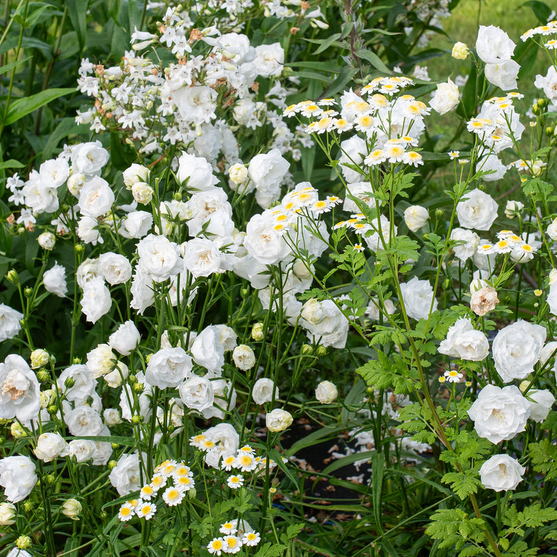 
  



Bellflower 'Boule De Neige' 
