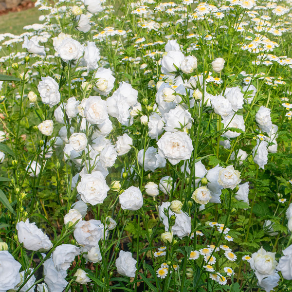 Bellflower 'Boule De Neige' - S1