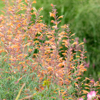 
    



Agastache 'Apache Sunset'
