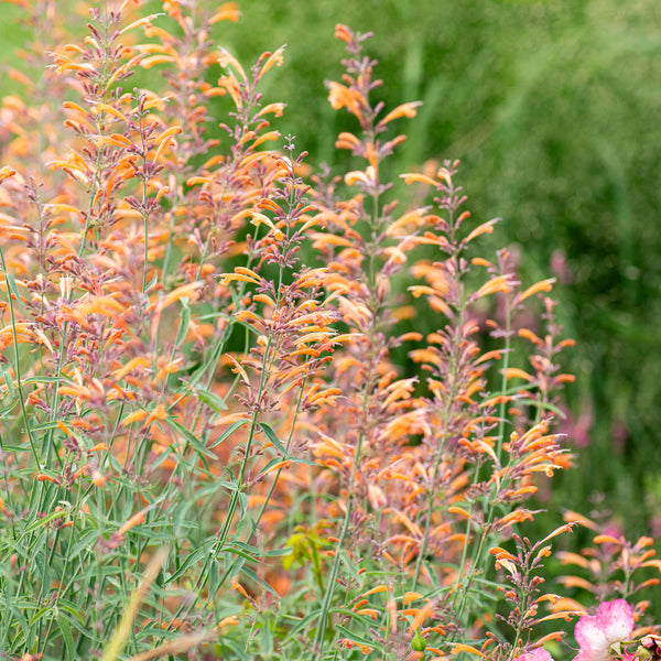 Agastache 'Apache Sunset' - S1