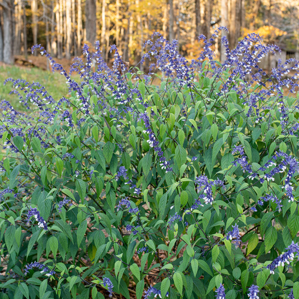 
    



Salvia 'Phyllis Fancy' 
