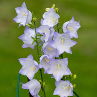 
    



Bellflower 'Chettle Charm' 
