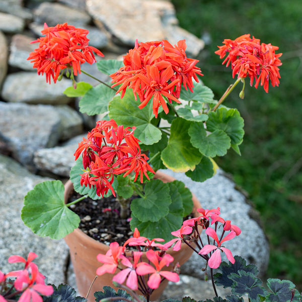 
    



Geranium 'Tangerine' 
