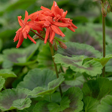 Geranium 'Tangerine' - S1