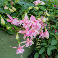 
    



Fuchsia 'Pink Galore' 
