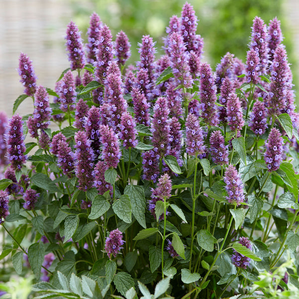 
    



Agastache 'Beelicious® Purple' 
