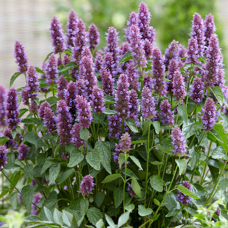 
  



Agastache 'Beelicious® Purple' 
