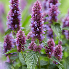 Agastache 'Beelicious® Purple' - S1