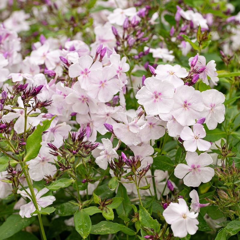 Phlox 'Party Girl' - S1