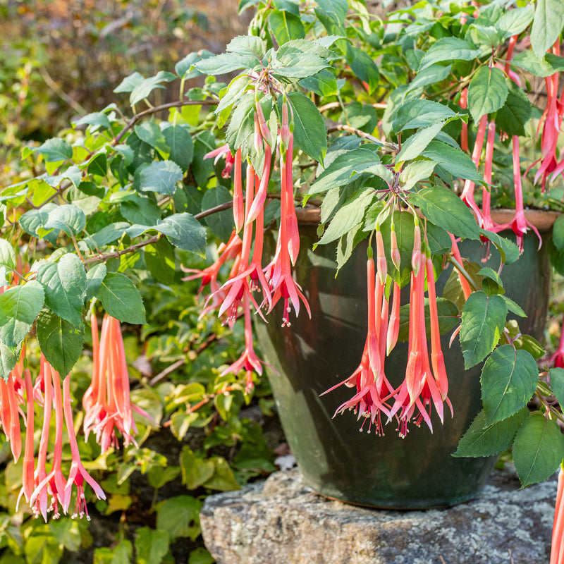 
  



Fuchsia 'Pour le Menneke' 
