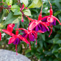 
    



Fuchsia 'Red Shadows' 
