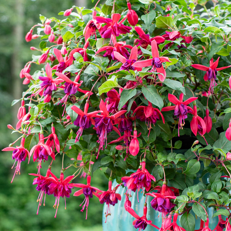 Fuchsia 'Red Shadows' - S1