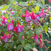 Fuchsia 'Tennessee Waltz' - S1