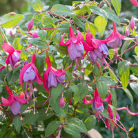 
    



Fuchsia 'Tennessee Waltz' 
