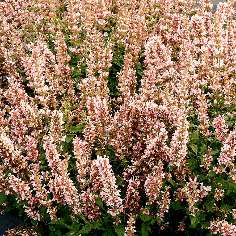 Agastache 'Summer Breeze