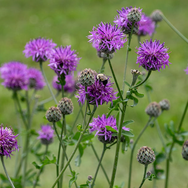 
    



Cornflower 'Perennial Butterfly'
