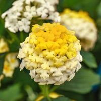 
    



Lantana 'Landmark™ Lemon Glow' 
