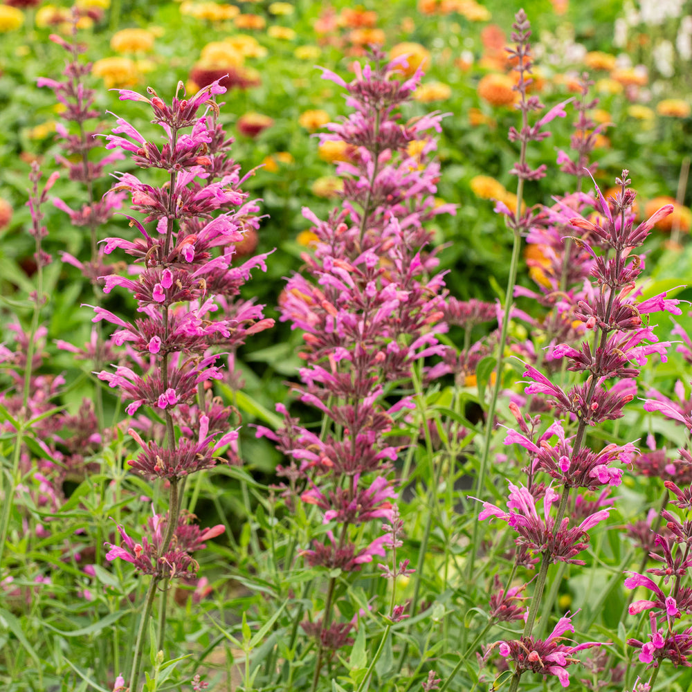 Agastache 'Licorice Candy' - S1