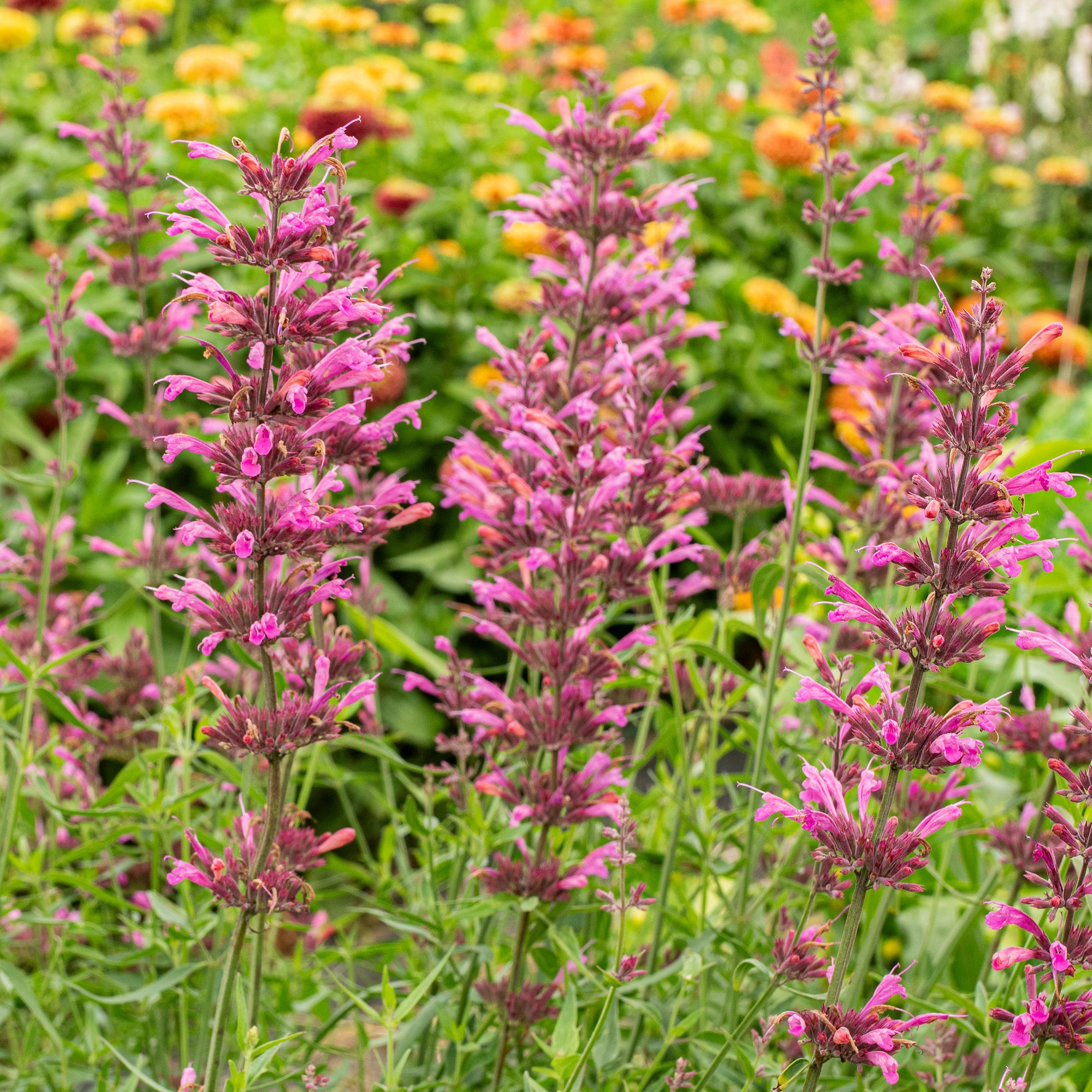 Agastache 'Licorice Candy' - S1