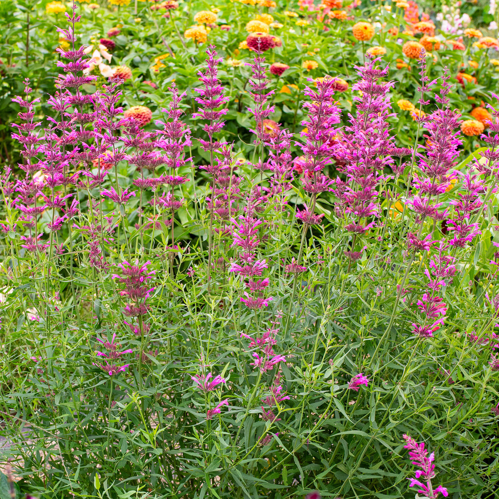 Agastache 'Licorice Candy' - S1