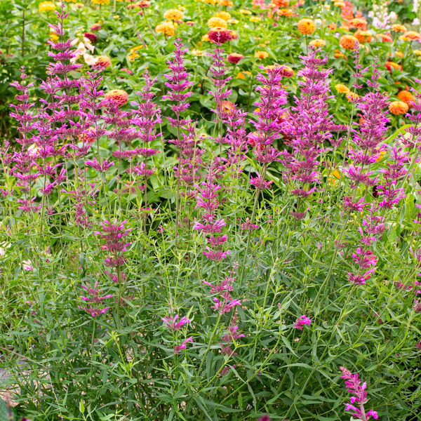 
    



Agastache 'Licorice Candy' 
