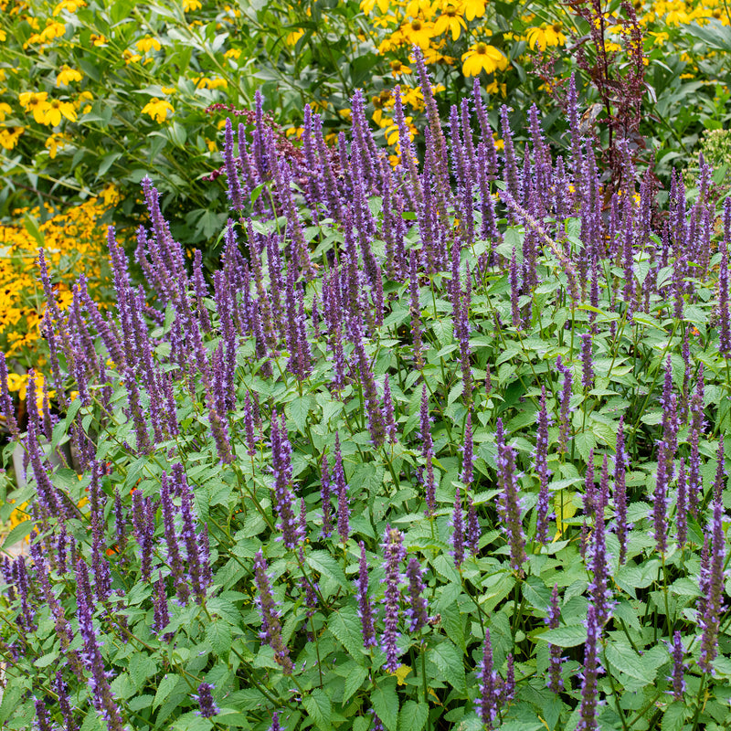 Agastache 'Little Adder' - S1